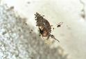 Parasteatoda_lunata_F2129_Z_85_Les Gris_Frankrijk
